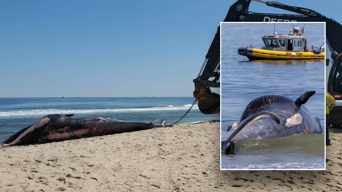 Giant-endangered-whale-found-dead-lying-across-cruise-ship-bow-heade.png