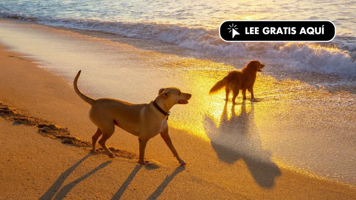 Playa-perros.jpg